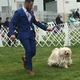 A Puli runs with its handler